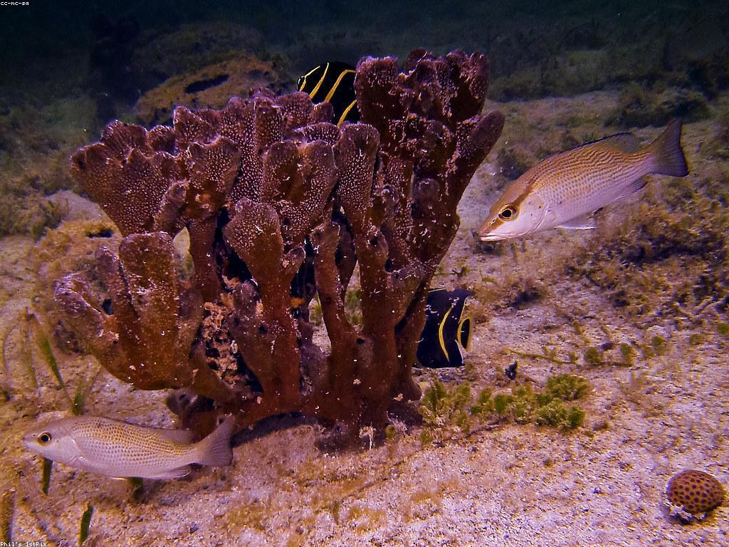 ប្រភេទត្រីធំ និងការស្រាវជ្រាវ