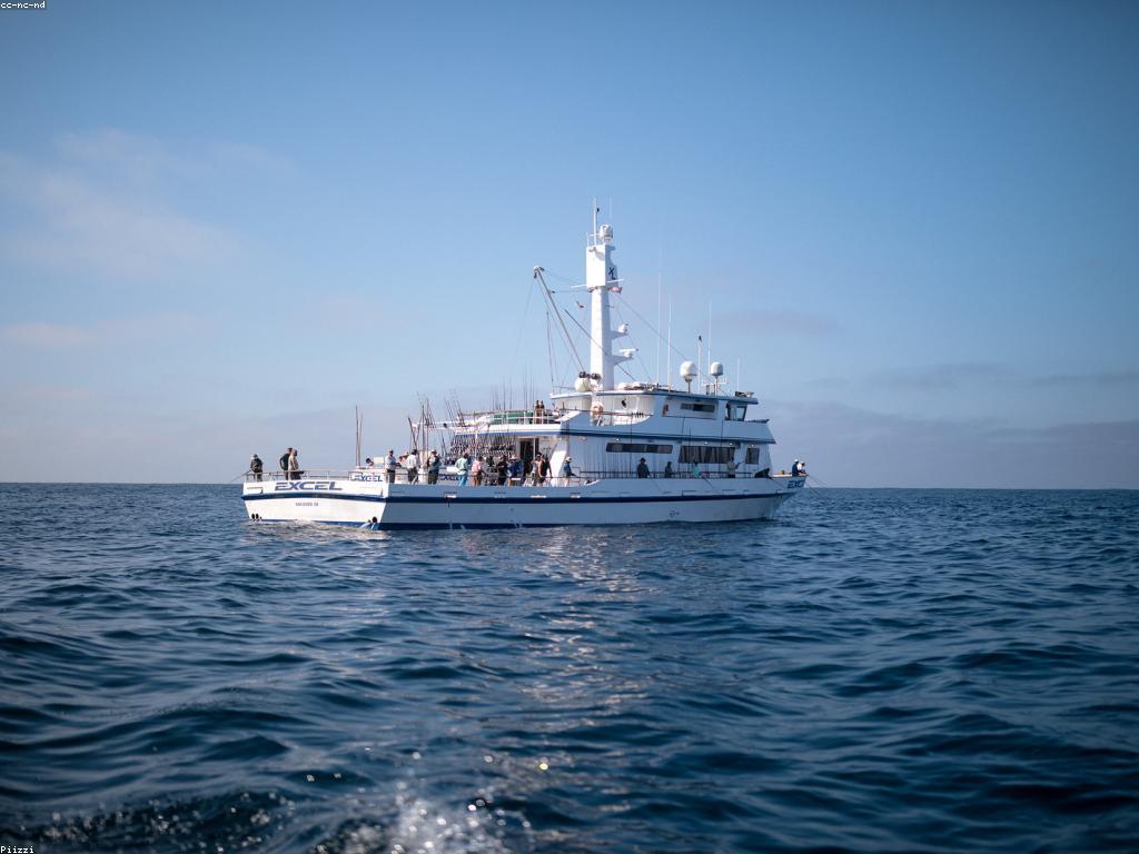 សារៈសំខាន់នៃត្រីធំសម្រាប់ផ្ទៃពិភព